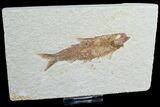 Knightia Fish Fossil - Wyoming #6582-1